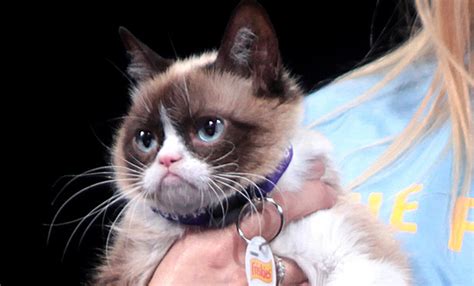 Lawsuit Verdict Makes Grumpy Cat Smile James Williams