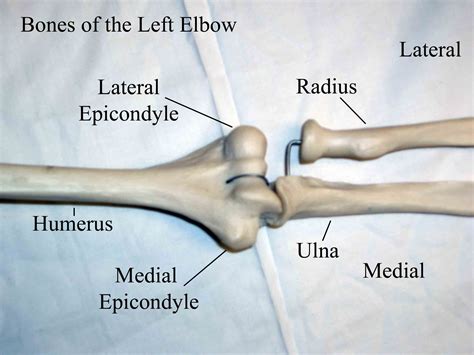 Elbow Anatomy Bone