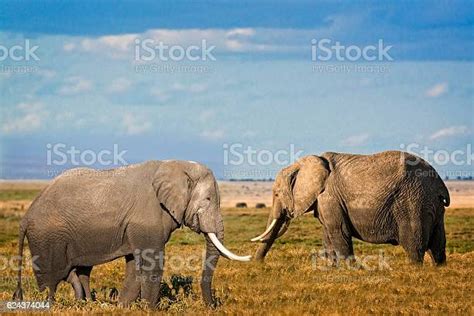 Male And Female African Bush Elephants Stock Photo Download Image Now
