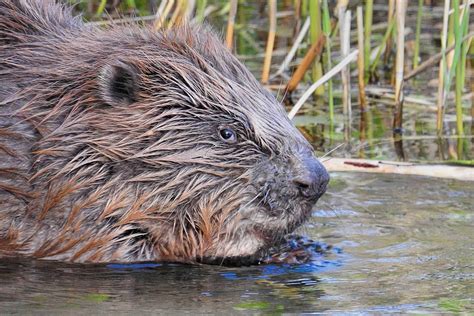 Why Do Beavers Build Dams Nature S Engineers Can Help Us Protect The Environment