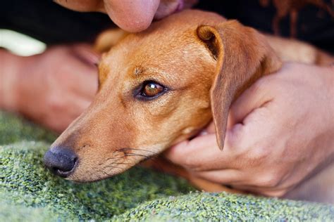 Aspiration Pneumonia In Dogs Symptoms Causes Diagnosis Treatment