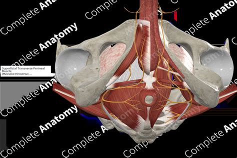 Superficial Transverse Perineal Muscle Complete Anatomy