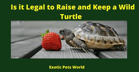 Can You Keep A Wild Turtle As A Pet Exotic Pets World