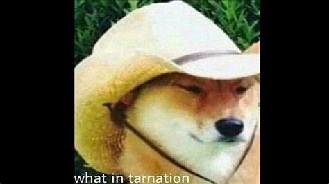 What In Tarnation Image Gallery List View Know Your Meme