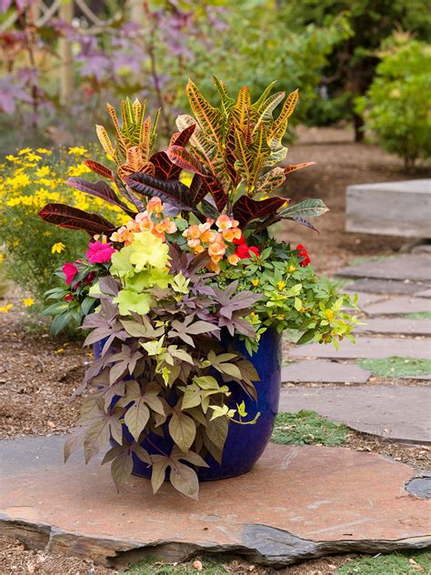 No Fail Tropical Container Garden Combinations Container Gardening