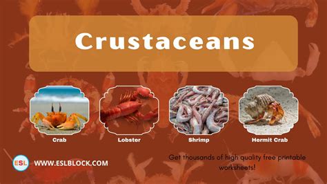 List Of Crustaceans Cool Facts With Pictures English As A Second
