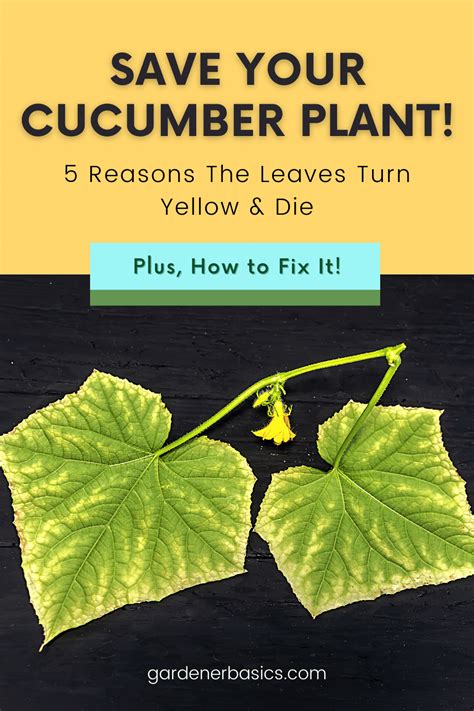 5 Reasons Your Cucumber Leaves Are Turning Yellow And How To Fix It