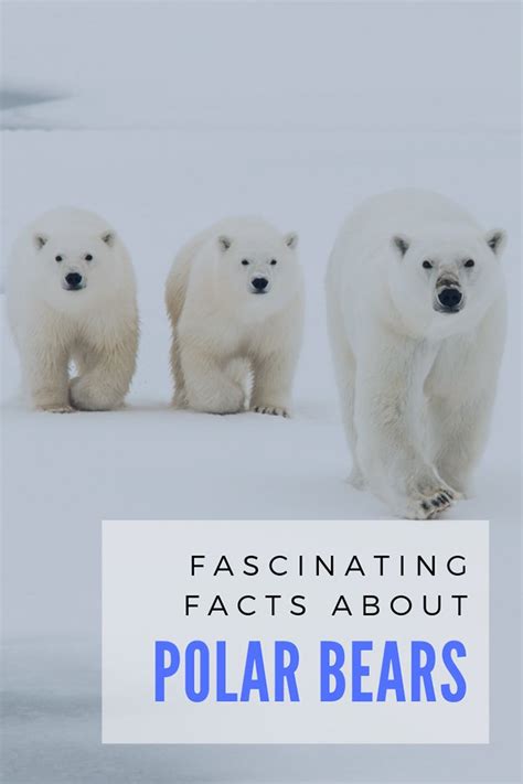 21 Fascinating Facts About Polar Bears Artofit