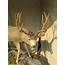 Trophy Mule Deer Life Size Mount In Stream Bed M 134LS – Mounts For Sale