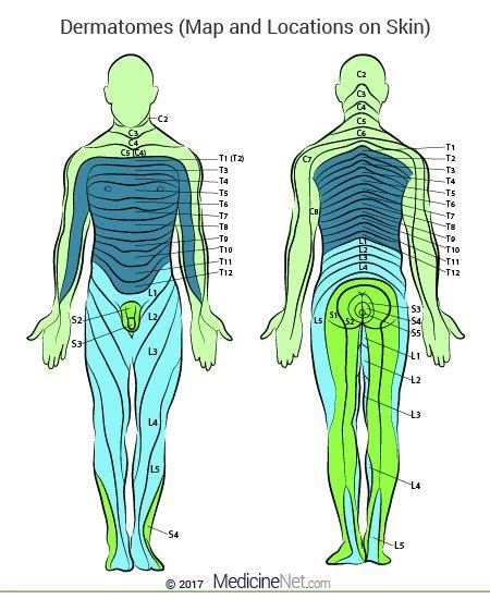 Tutorials and quizzes on muscles that act on the arm/humerus (arm muscles: How Do Dermatomes Work? Map, Myotomes vs. Dermatomes | Sensory nerves, Spinal, Spinal nerve