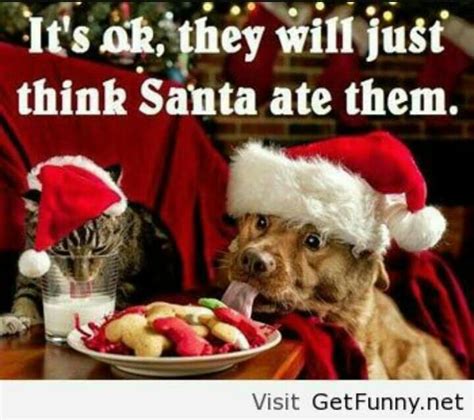 Pin By Brenda Melton On Cute Animal Quotes Funny Christmas Pictures