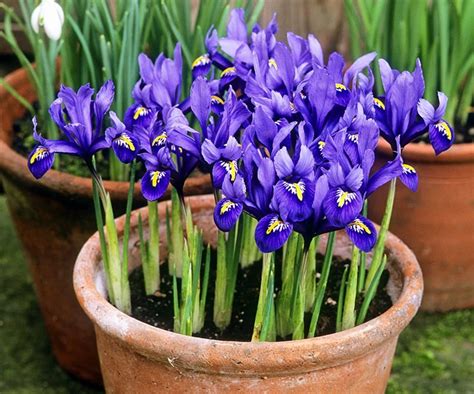 How To Decorate Your Patio Container Flowers Growing Irises Patio