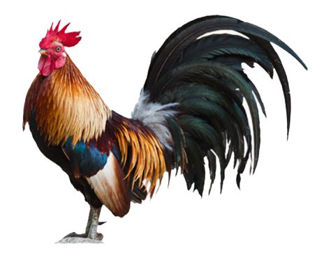 cock png image background png arts