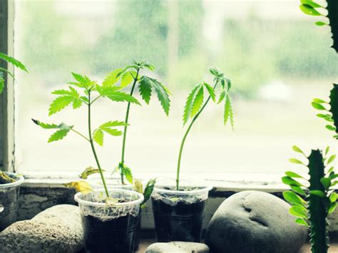 Growing plants using artificial light. As per recent B.C. court ruling, home insurer can deny ...