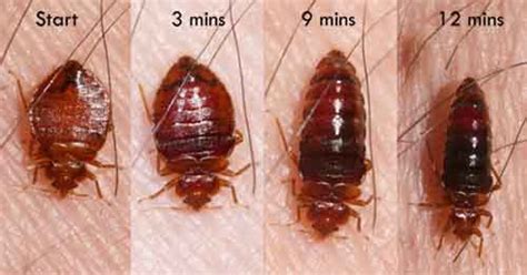 How To Identify Bed Bugs Male Vs Female Youtube Vrogue