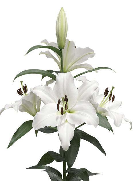 Download High Quality Flowers Transparent Background Lily Transparent