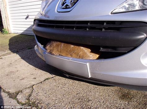 Cars get hit by deer. Muntjac deer that was hit by car survives being carried ...
