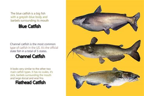 11 Types Of Catfish 3 Most Popular Species In The Usa