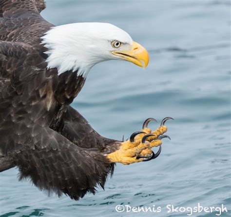 5205 Bald Eagle Talons Homer Alaska Dennis Skogsbergh