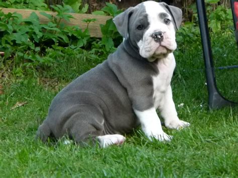 From sandov's english bulldog we want to advise you on how to avoid falling into the hands of scammers! Blue Olde English Bulldog Male Ready Now | Edinburgh ...