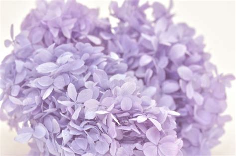 Pee Gee Hydrangea With Stem Edenaria Flowers And Roses