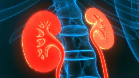 What Are The Signs And Symptoms Of Kidney Cancer Keep Asking