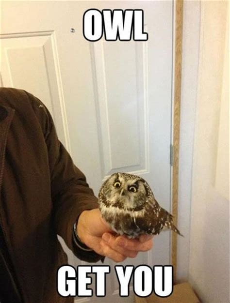 29 Funny Owl Memes That Are So Funny Theyre Actually A Hoot