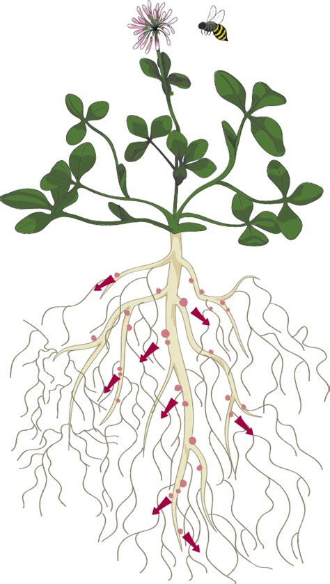 Download Anatomy Of A Fixation Plant Clover Plant Root Full Size