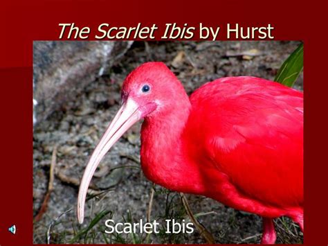 Ppt The Scarlet Ibis By Hurst Powerpoint Presentation Free Download