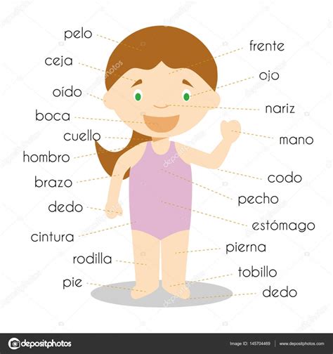 Corpo Humano Parte Vocabulário Em Espanhol Ilustração Vetorial — Vetor