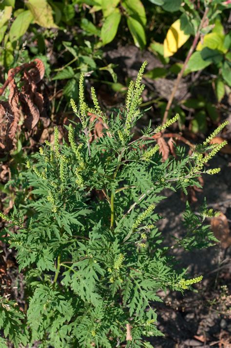 As the plant begins its reproductive phase, it starts with growing its staminate (male) flower. Ambrosia artemisiifolia (Common ragweed)
