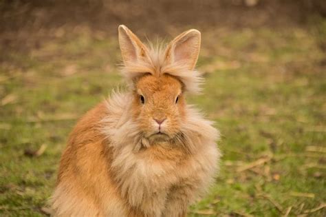 8 Adorable Long Haired Rabbit Breeds With Pictures Pet Keen