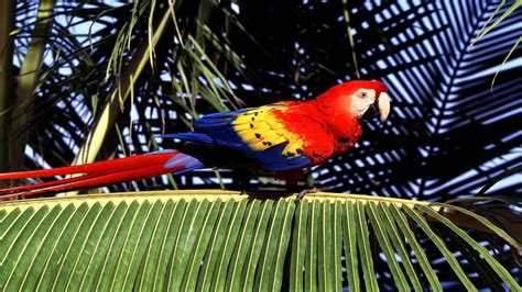 Tropical Birds Wallpapers Wallpaper Cave