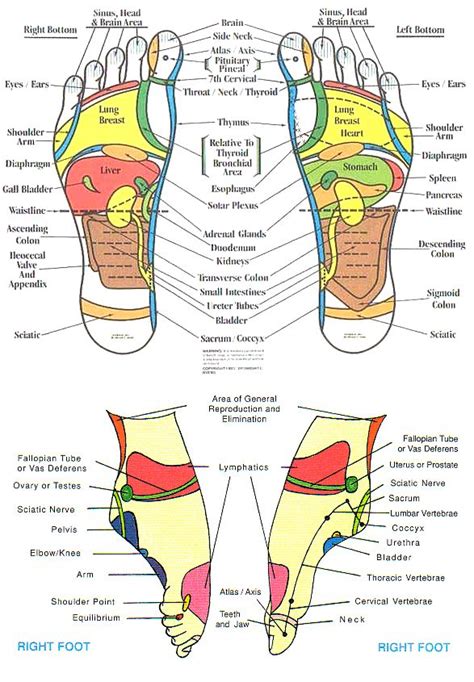 Reflexology Chart Head To Feet Reflexology Foot Chart Health
