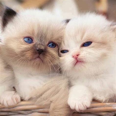 Are We Cute Sevimli Hayvan Yavruları Kediler Ve Yavruları Komik