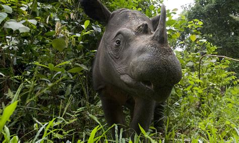 Sumatran Rhino Facts Habitat Diet Life Cycle Baby Pictures
