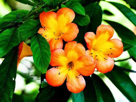 Beautiful Orange Flower Beautiful Desktop Wallpapers 2014