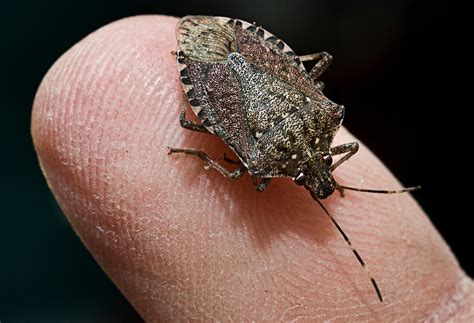 Stink Bugs Are Plentiful In Mid Atlantic States And Theyre Ready To
