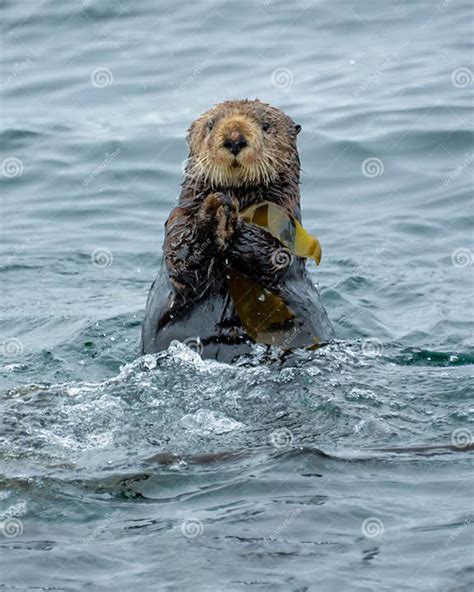 close up of a sea otter in the ocean in tofino vancouver island british columbia canada stock