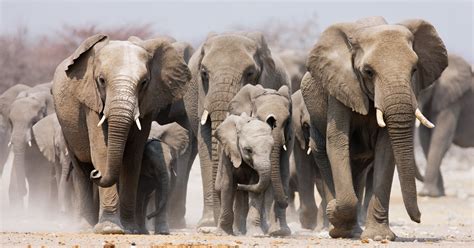 Un Estudio En Elefantes Nos Demuestra La Importancia De Los Vínculos