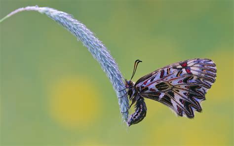 Wallpaper Insects Butterflies Wings Ear Botany Closeup 1920x1200