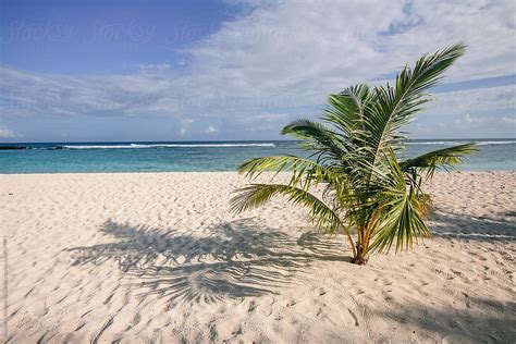 Palm Tree On Beach Of Tropical Island Del Colaborador De Stocksy Alejandro Moreno De Carlos