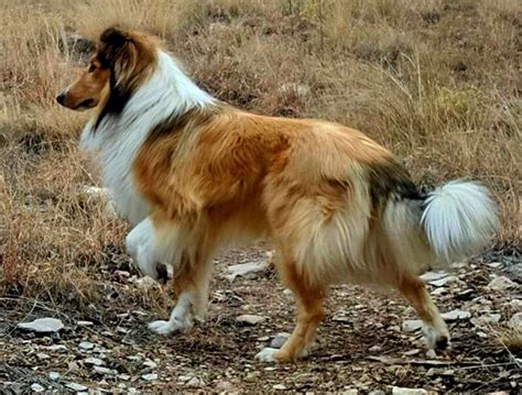 REGISTER WITH AMERICAN STOCK DOG REGISTRY - SCOTTISH COLLIE