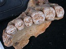 Oldest human remains outside Africa found in Israeli cave - Business ...