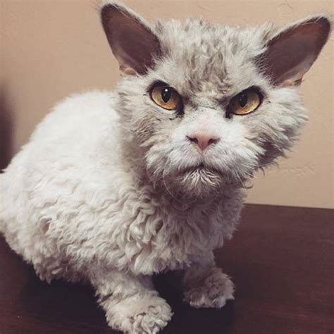 16 Scary Looking Cats That Will Definitely Murder You In