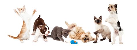 On the contrary he decided to blame me for my. Animal Hospital of Shawnee Hills | Healthy Pets, Happy Hearts