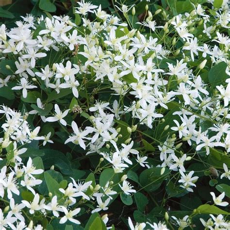 Clematis Paniculata Clematis Paniculata Clematis White Flower Farm