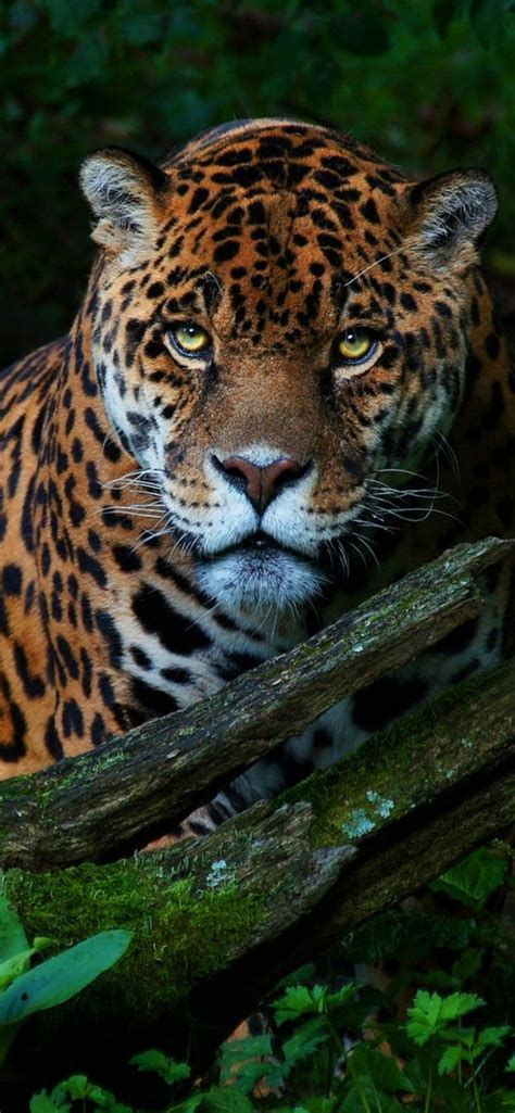 #jaguar | Jaguar animal, Animals, Cute animals