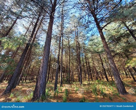 A Beautiful South African Pine Tree Forest Stock Image Image Of