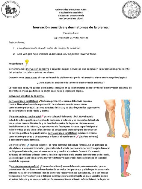 InervaciÓn Sensitiva Dermatoma Pdf Anatomía Humana Anatomía Del